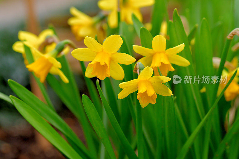 水仙花/水仙花